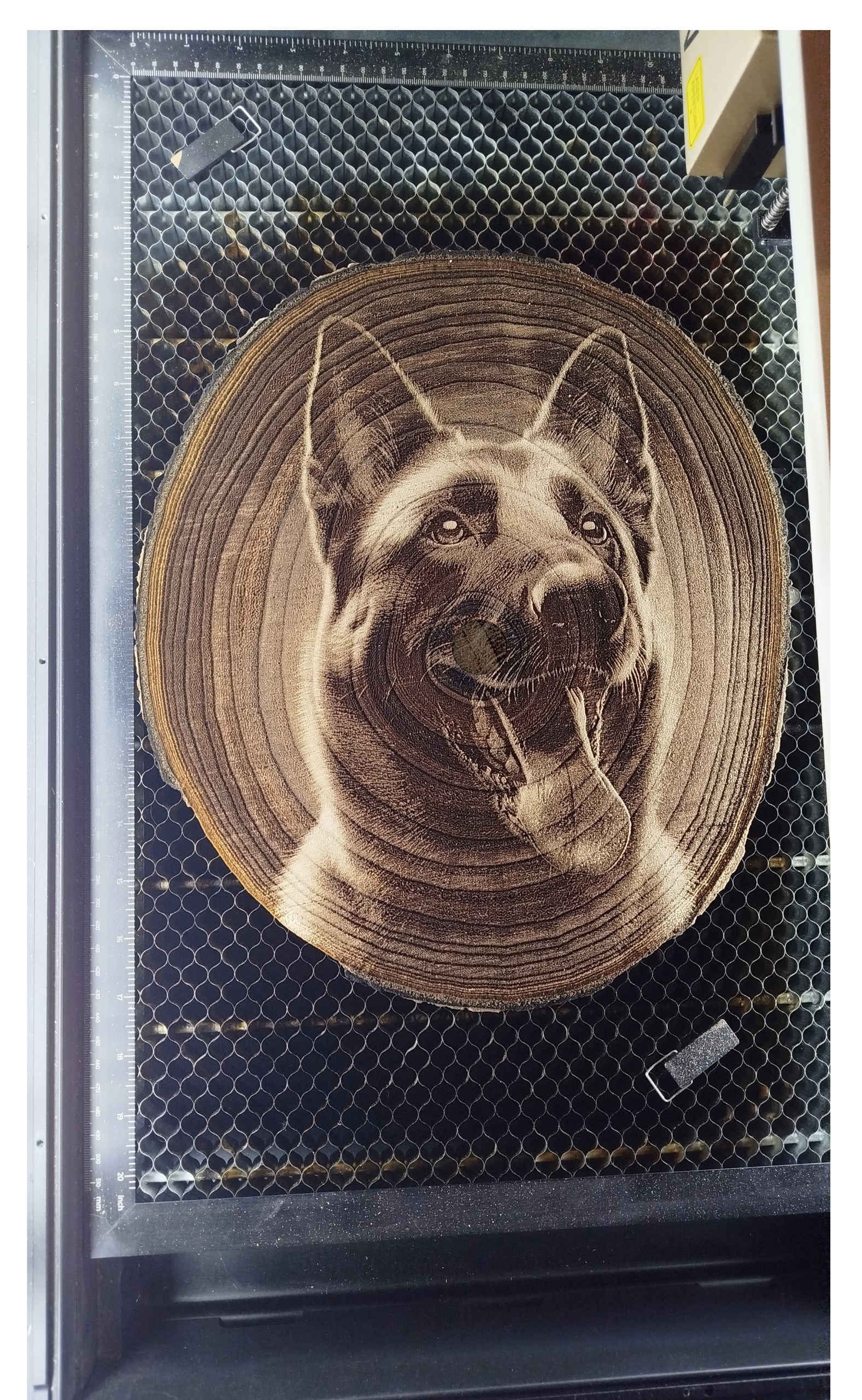 Edle Baumscheibe mit Wunschbild, Tischlermeister Louis Kieschnik